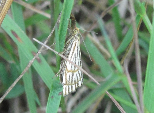 Chrysocrambus cassentiniellus (Crambidae)?